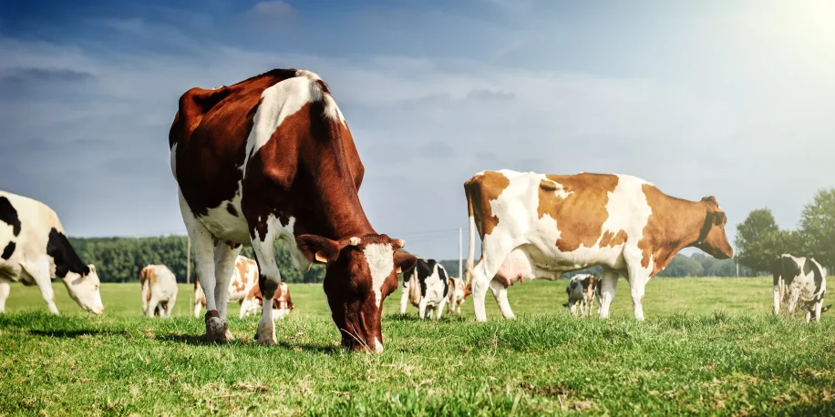 innio_application_biogas_power